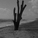 Illustration for article titled Patience (After Sebald)